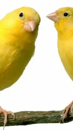 Канарка